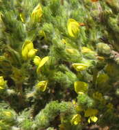 Image of Aspalathus ericifolia subsp. ericifolia