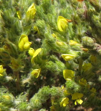 Image of Aspalathus ericifolia L.