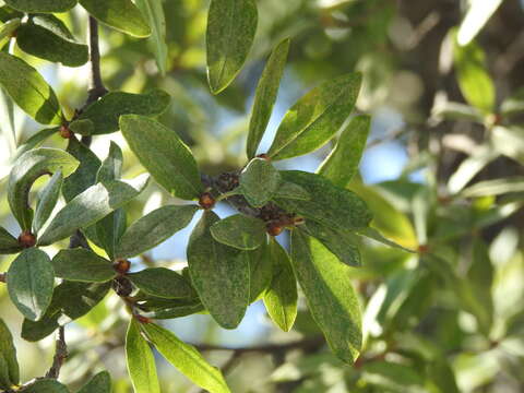 Image of Lasiocarpus