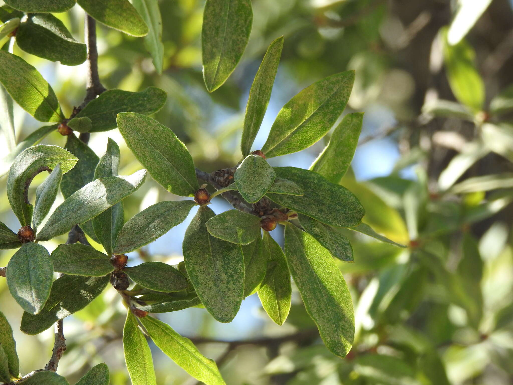 صورة Lasiocarpus ferrugineus Gentry