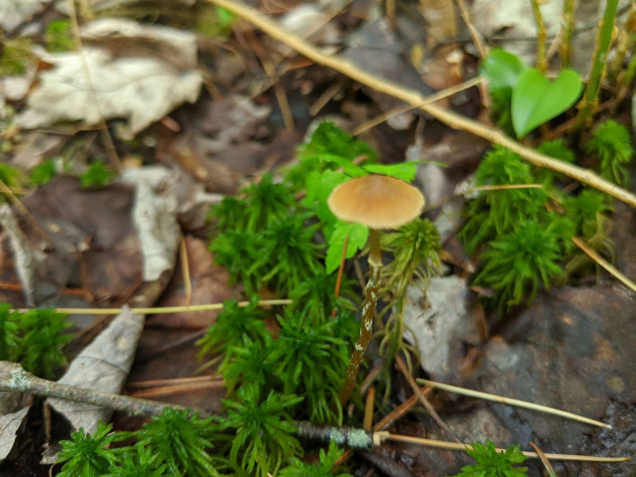 Image of Conocybe rugosa (Peck) Watling 1981