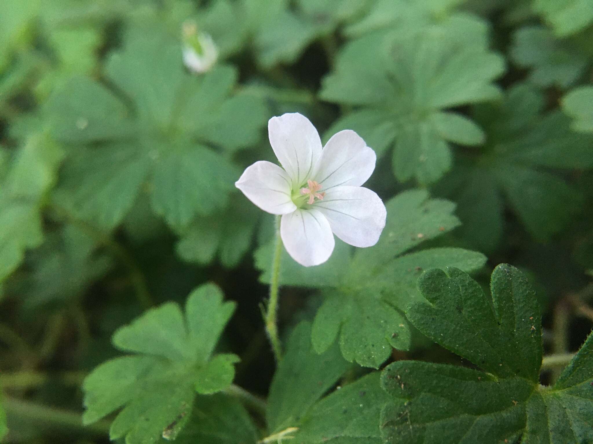 Image of cinquefoil geranium