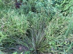 Image of Leafy Bulrush