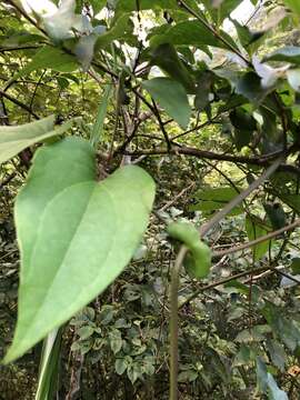 Image of Clematis tashiroi Maxim.