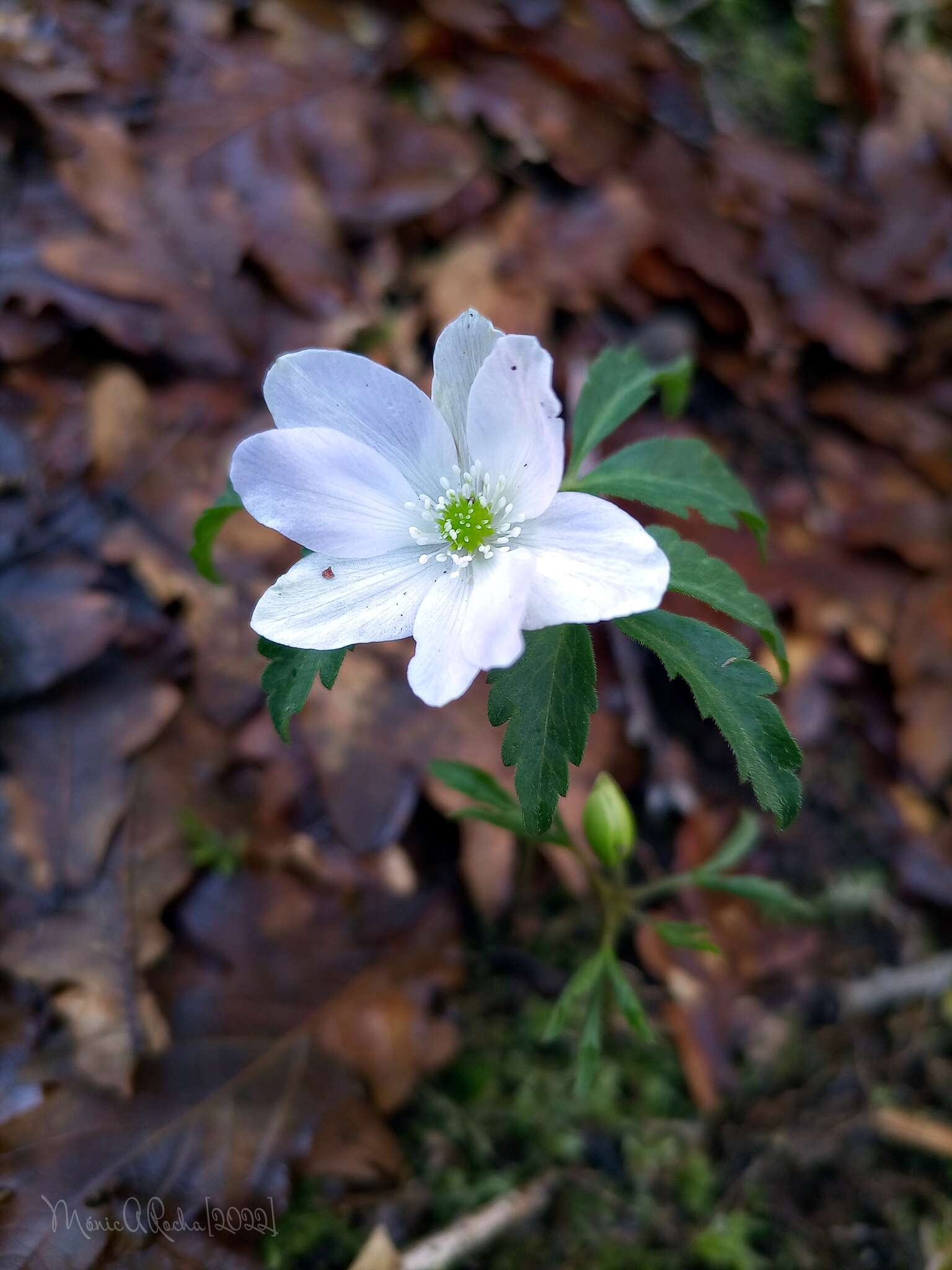 Imagem de Anemone trifolia subsp. albida (Mariz) Ulbr.