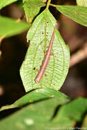 Image of Bolitoglossa peruviana (Boulenger 1883)