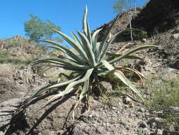 Image of Agave aurea var. aurea