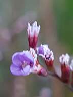 Image of Limonium humile Miller