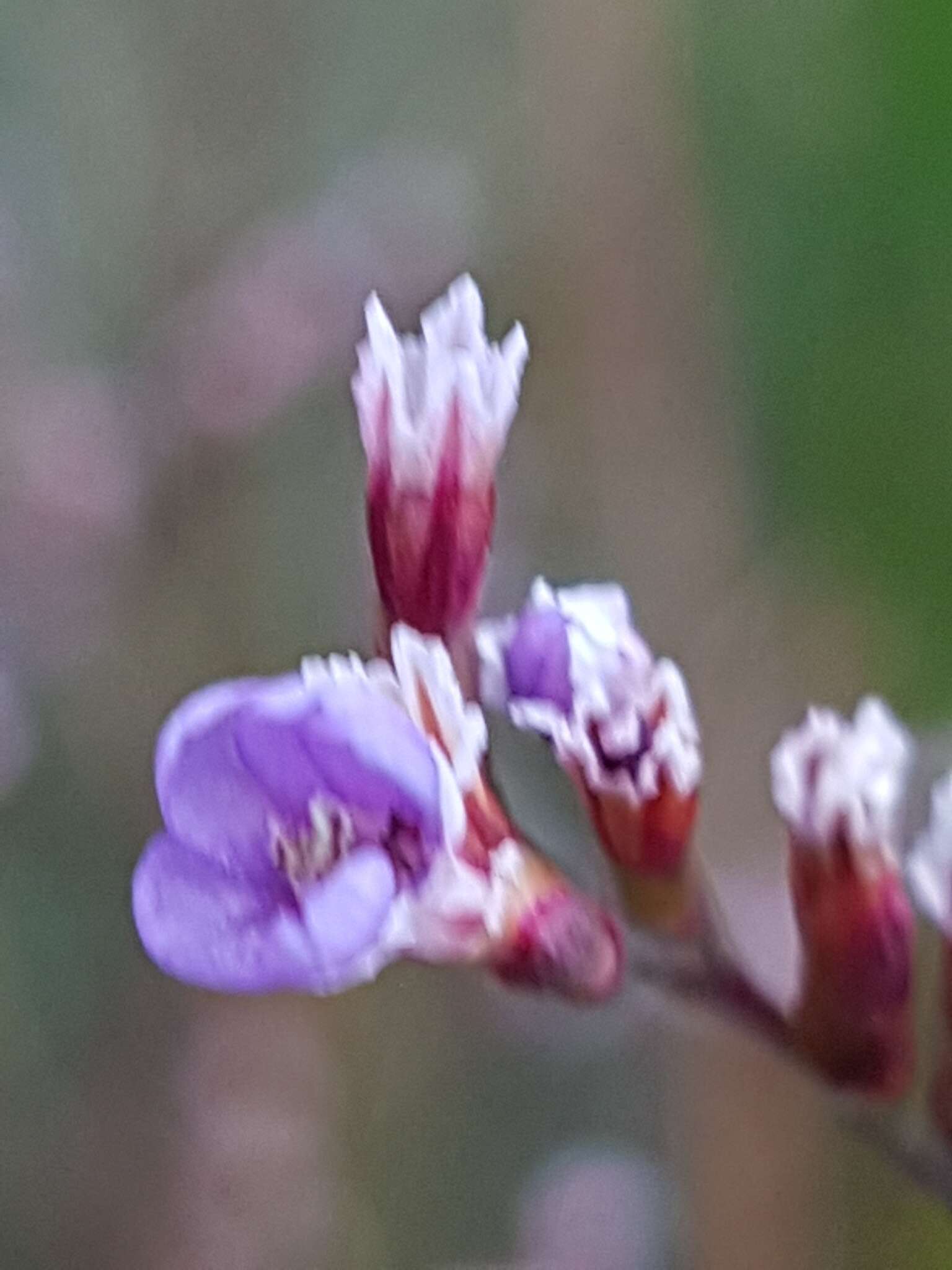 Image of Limonium humile Miller