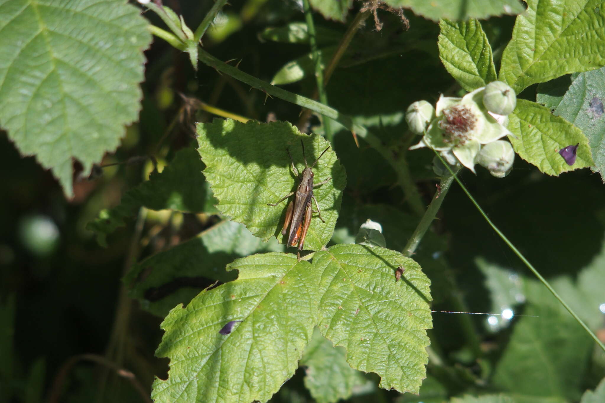 Image of woodland grasshopper