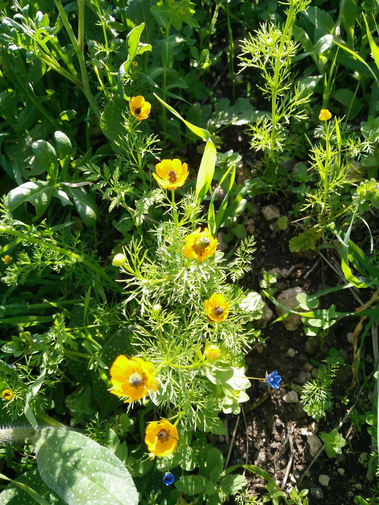 Image of Adonis dentata Delile