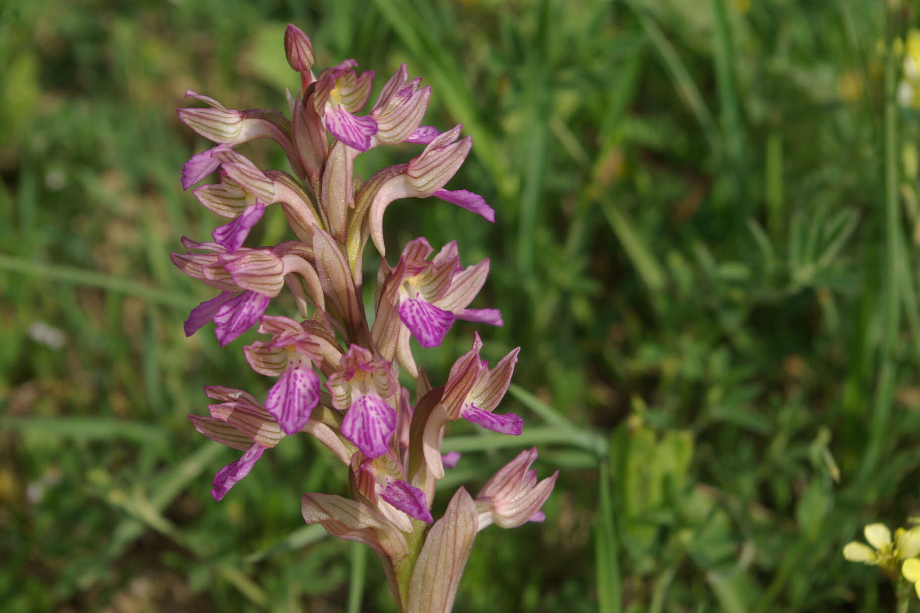 Image of Butterfly orchid