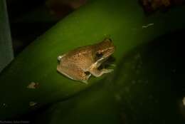 Image of Eastern Dwarf Tree Frog