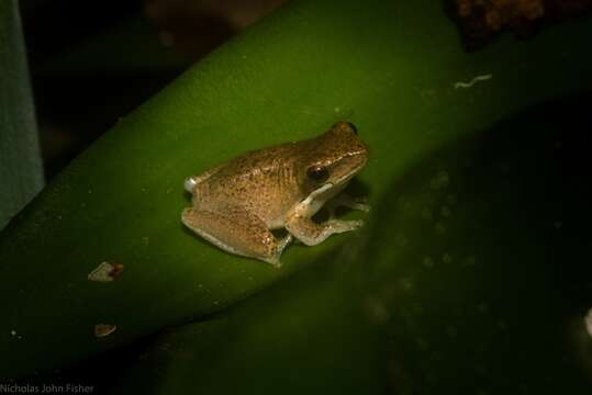 Image of Eastern Dwarf Tree Frog