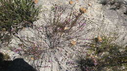 Image of Muraltia leptorhiza Turcz.
