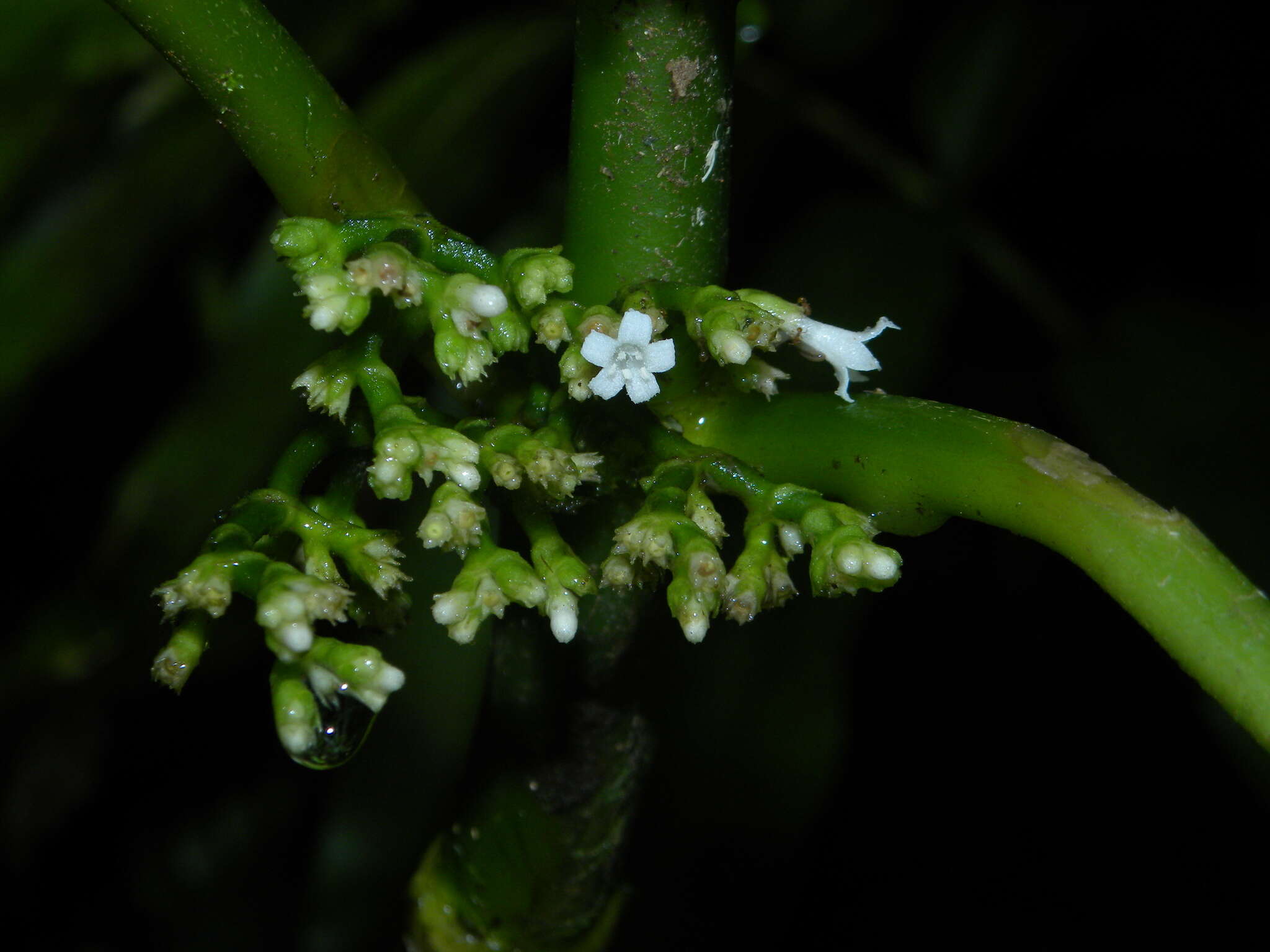 Image of Notopleura discolor (Griseb.) C. M. Taylor