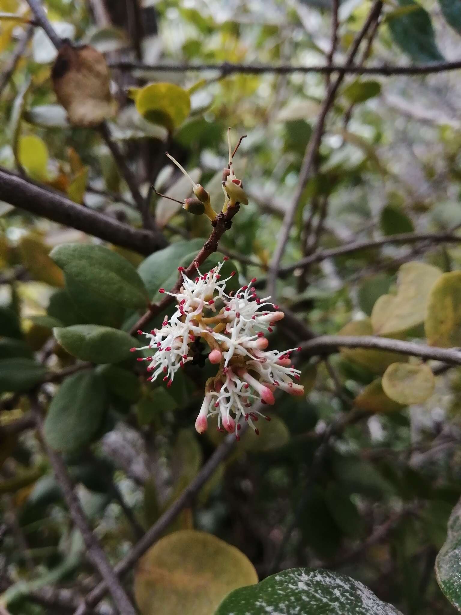 Notanthera heterophyllus G. Don的圖片