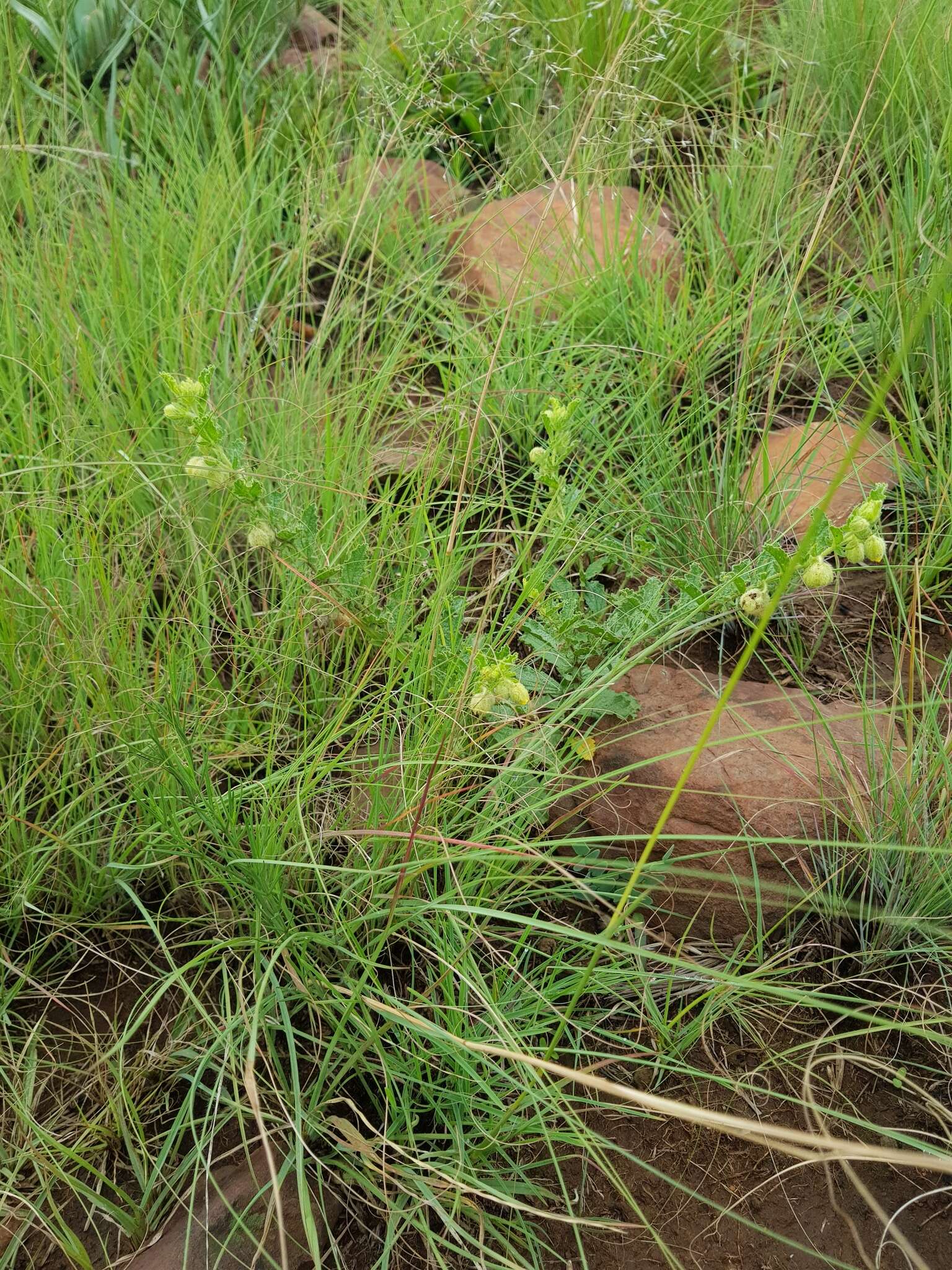 Plancia ëd Hermannia grandistipula (Buchinger ex Hochst.) K. Schum.