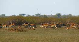 Image de Kobus leche kafuensis Haltenorth 1963