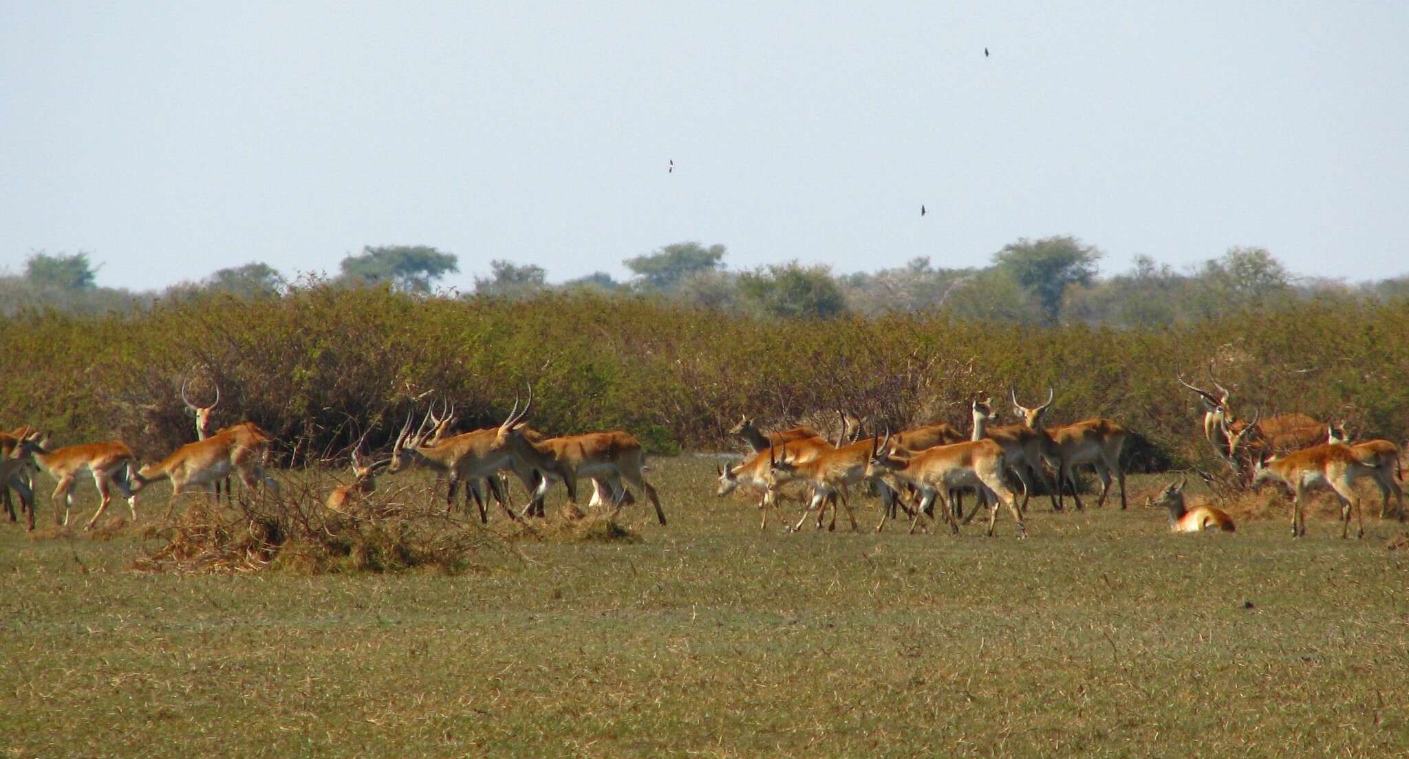 Image of Kafue Lechwe