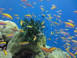 Image of Bottlebrush Feather Star