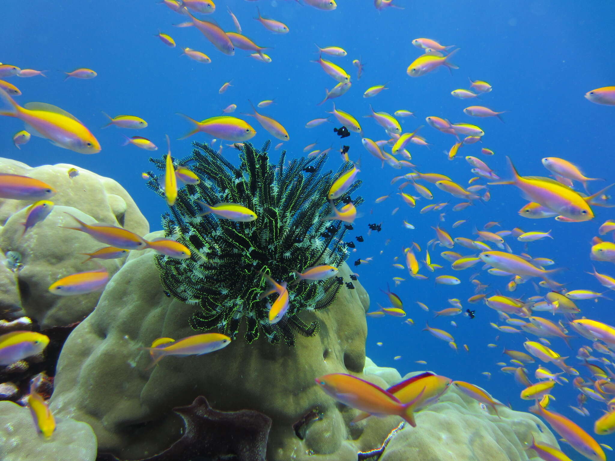 Image of Bottlebrush Feather Star