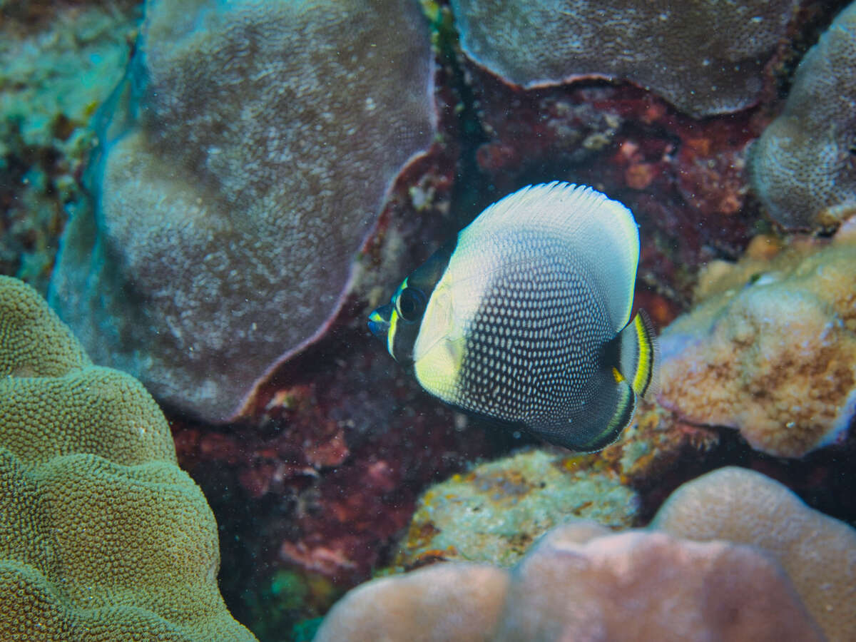 Image of Black Butterflyfish