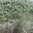 Image of Purple Marram