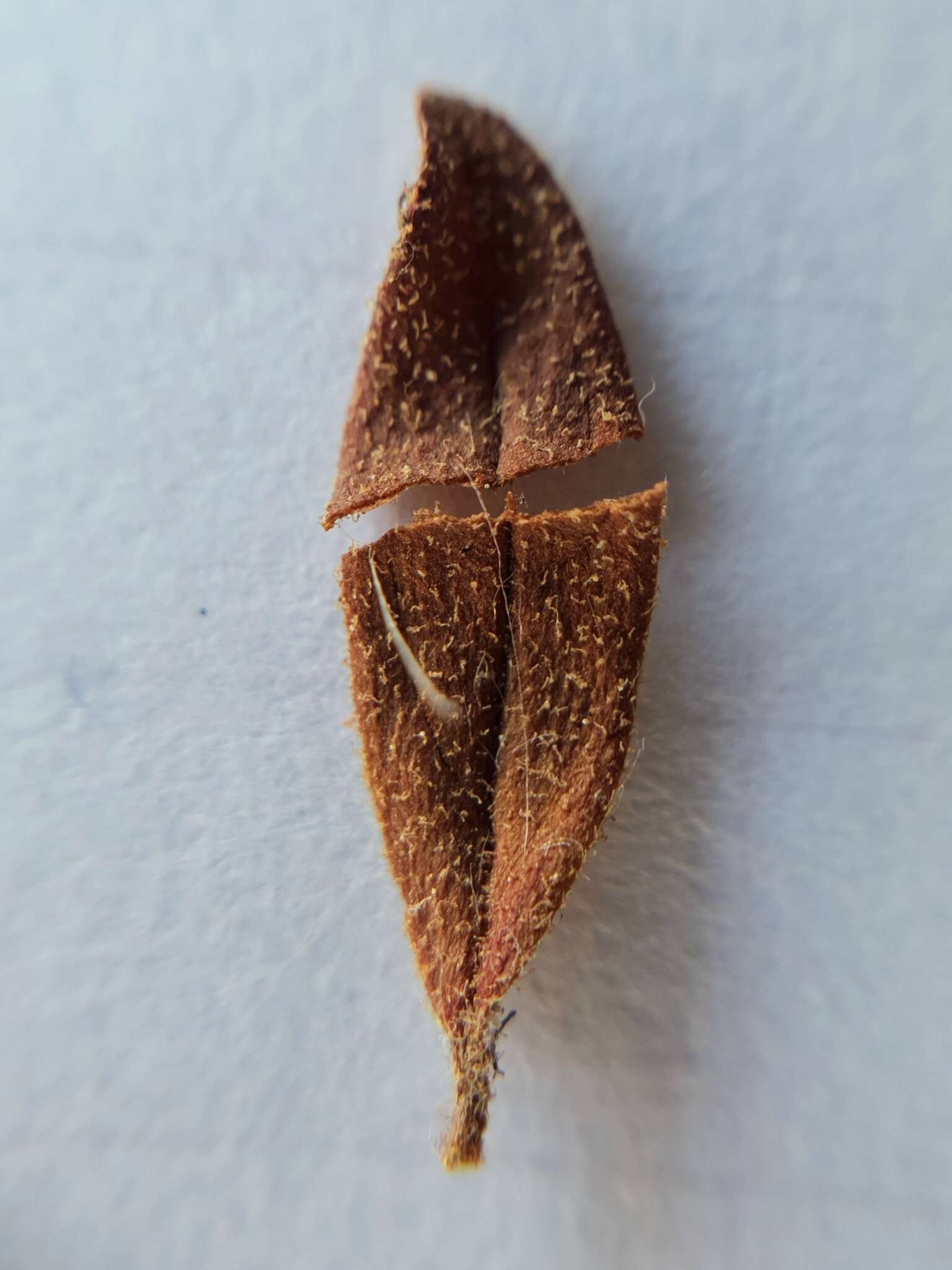 Image of Helianthemum sanguineum (Lag.) Dunal