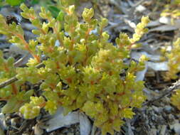 Imagem de Sedum litoreum Guss.