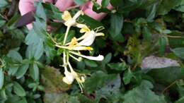 Imagem de Lonicera japonica Thunb.