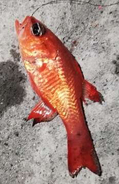 Image of Cardinal Fish