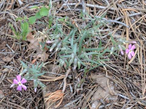 Image of longleaf phlox