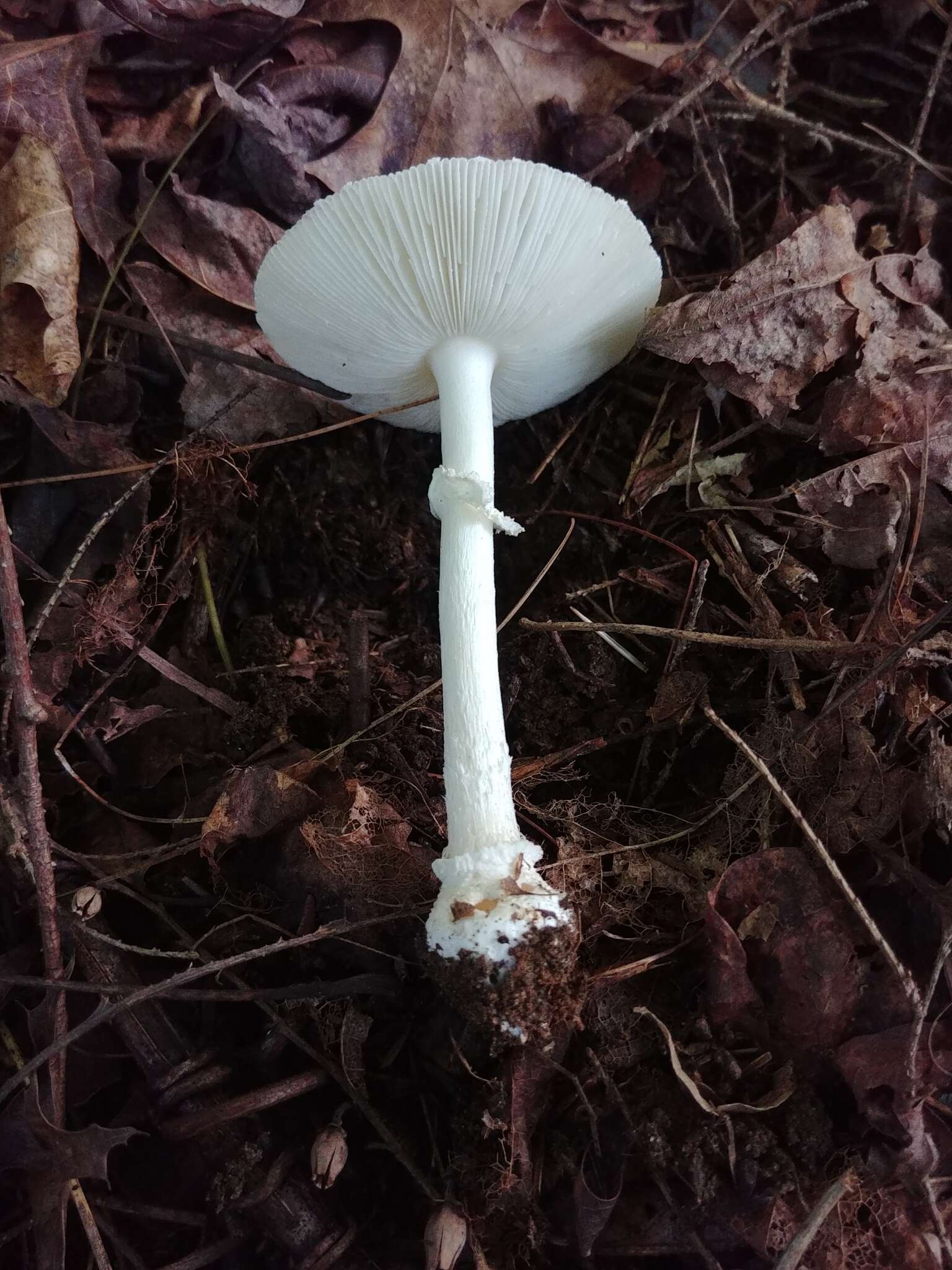 صورة Amanita multisquamosa Peck 1901