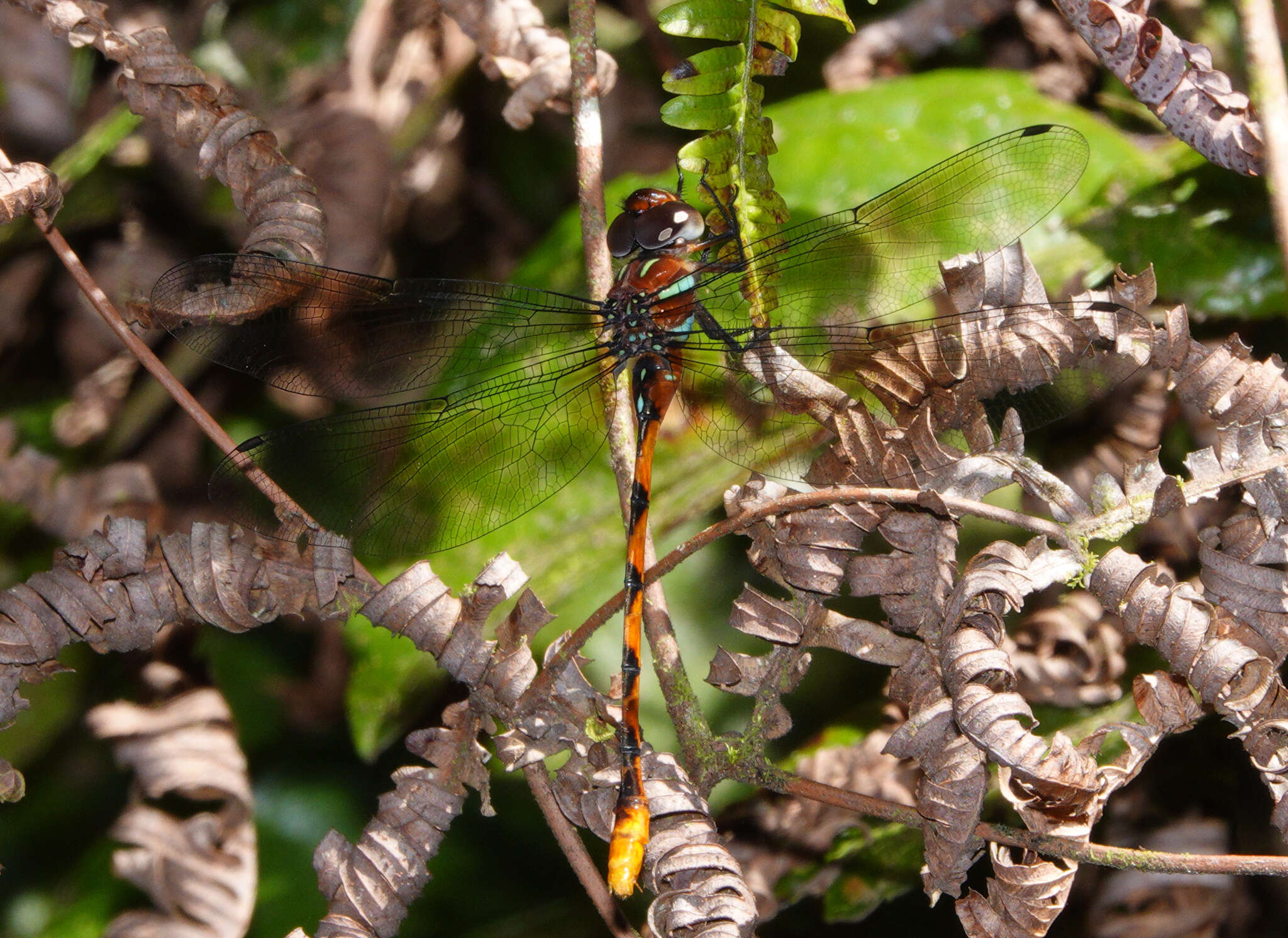 Image of Ochre-tipped Darner