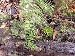 Image de Athyrium microphyllum (Sm.) Alston