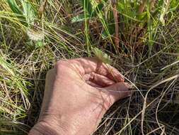 Слика од Ranunculus cardiophyllus Hook.