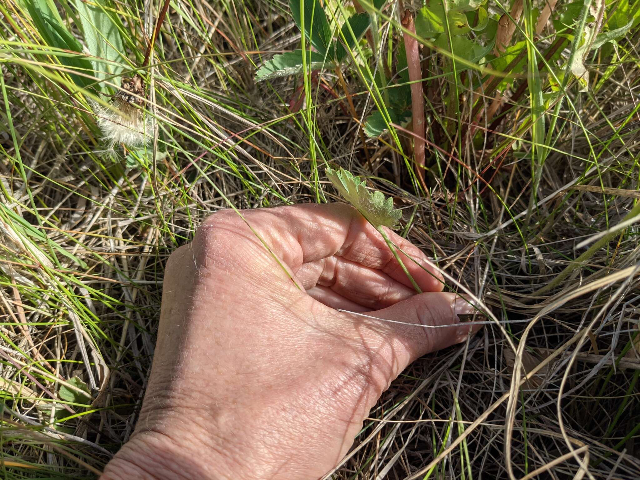 Слика од Ranunculus cardiophyllus Hook.