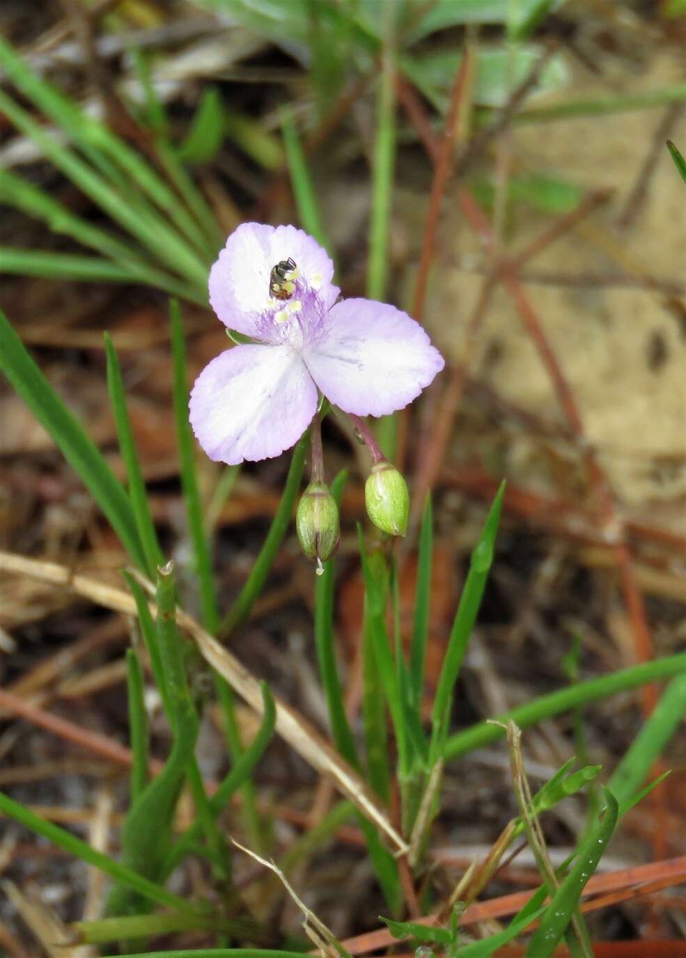 Image de Callisia graminea (Small) G. C. Tucker