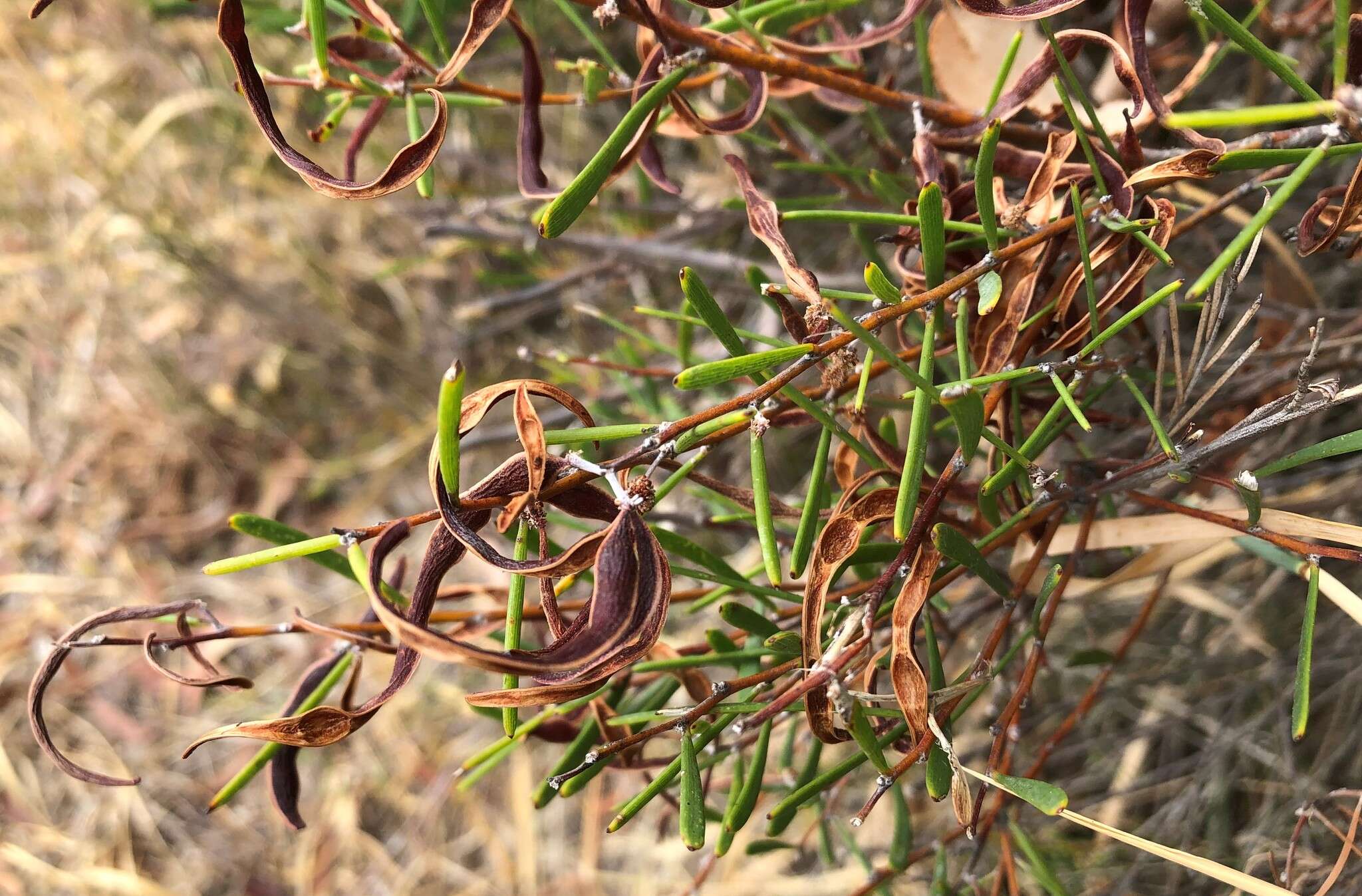 Image of Acacia farinosa Lindl.