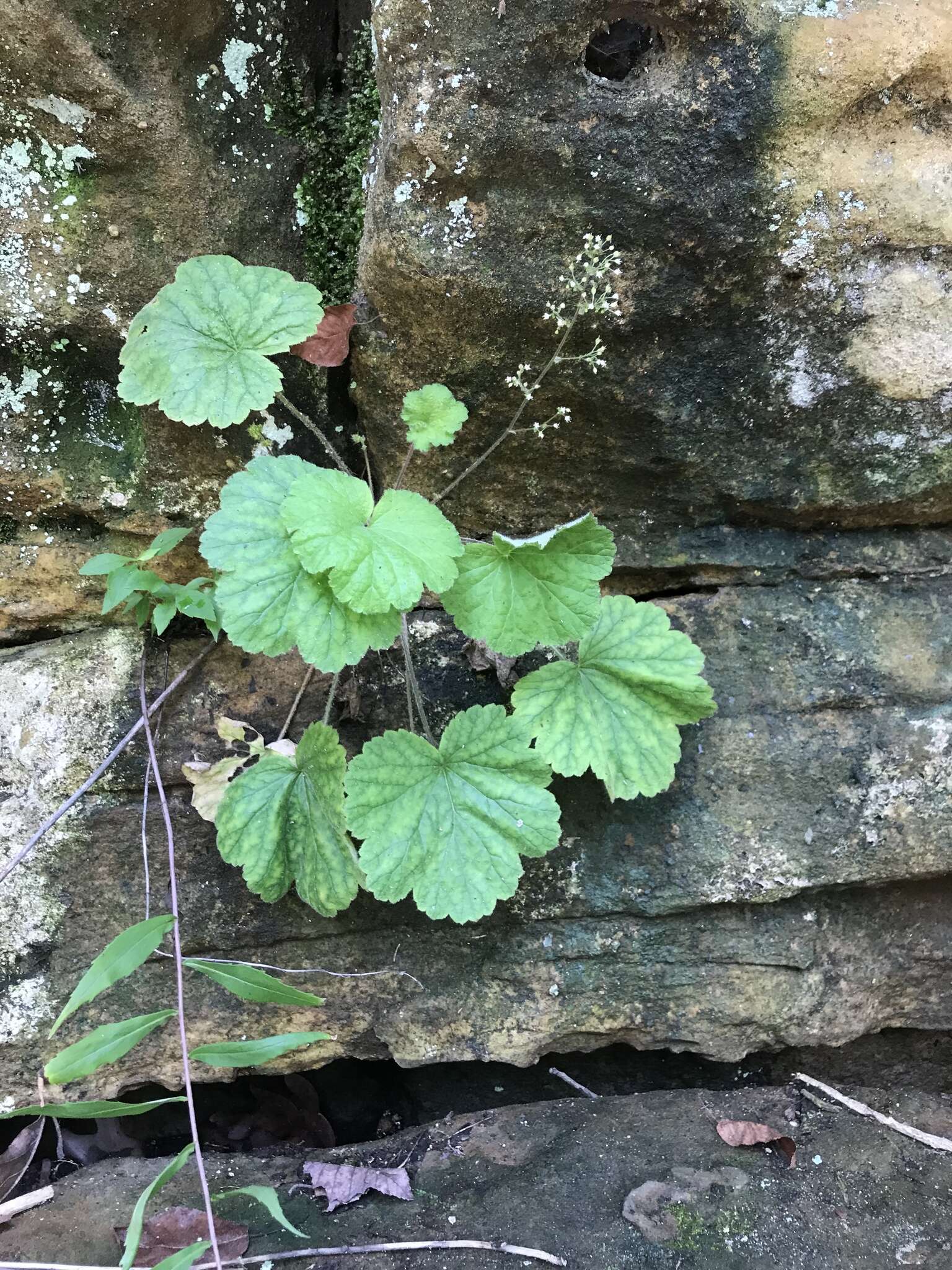 Image of littleleaf alumroot