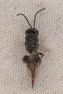 Image of Phasgonophora sulcata Westwood 1832