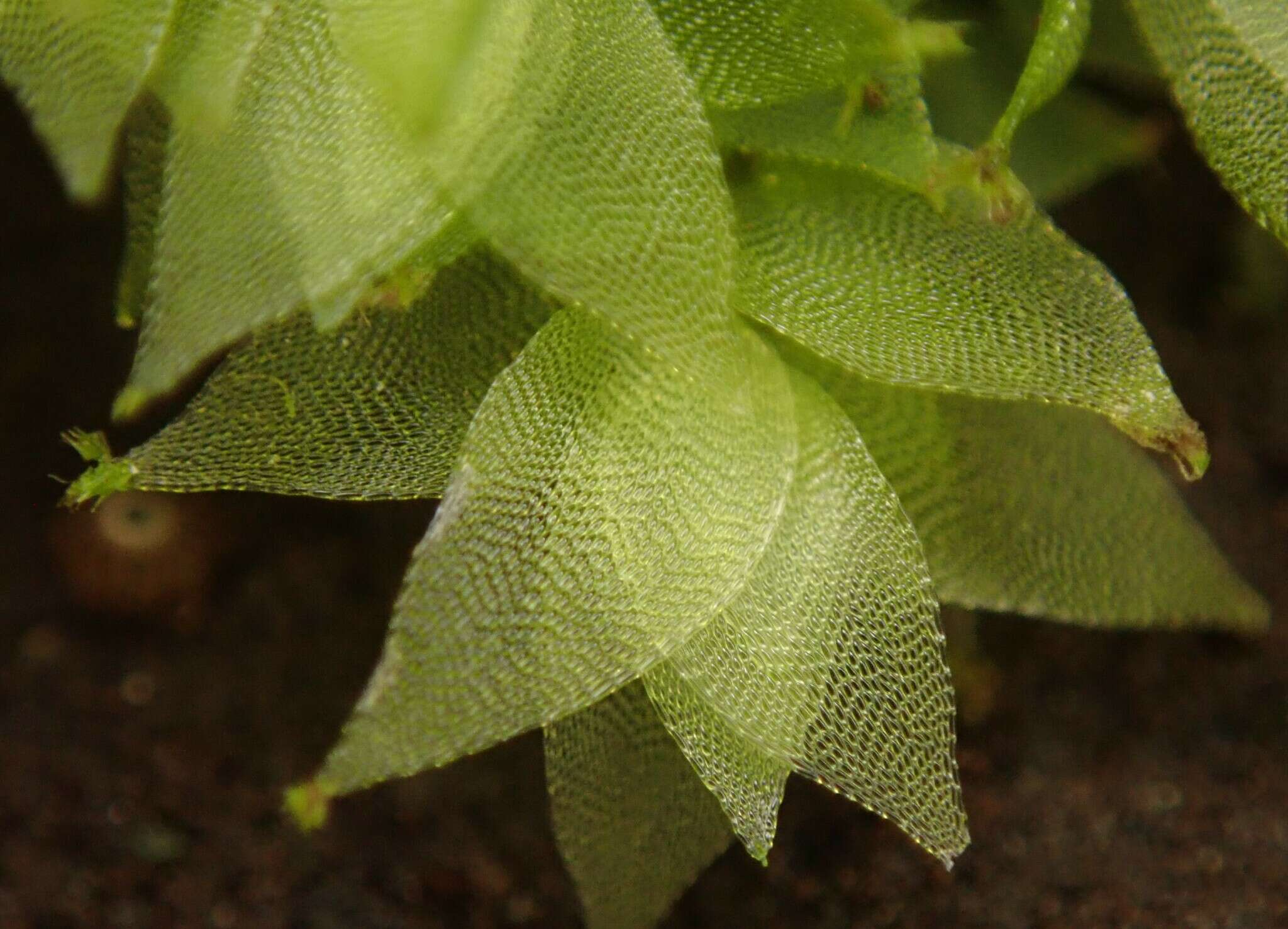 Image of sharpleaf hookeria moss