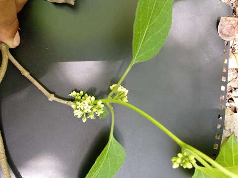 Image of <i>Marsdenia gualanensis</i>