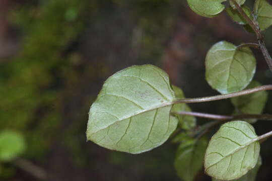 Image of Fuchsia perscandens Cockayne & Allan