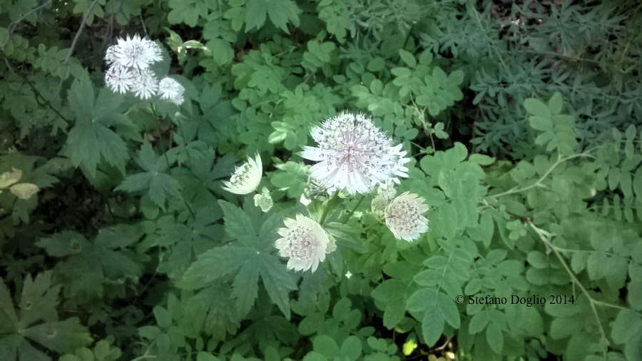 Imagem de Astrantia major L.