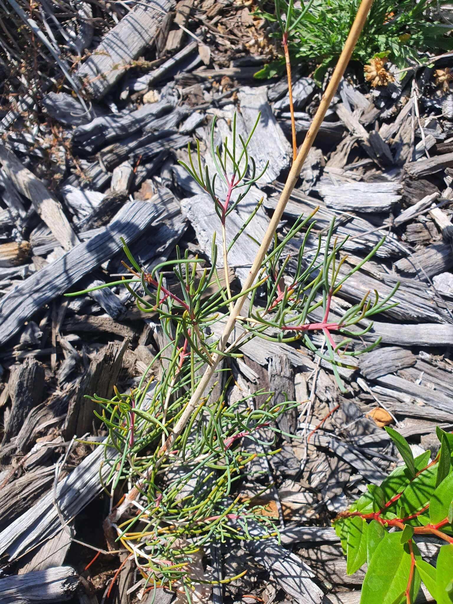 Imagem de Verticordia nitens (Lindley) Schauer