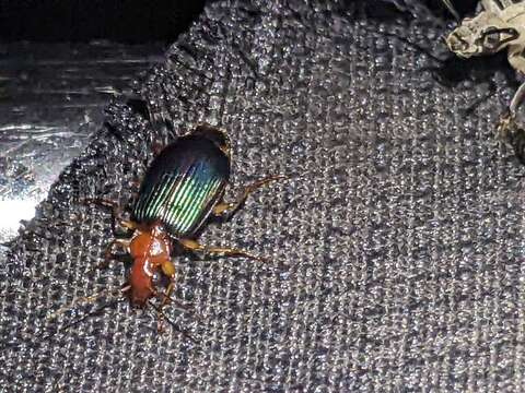 Image of Large Foliage Ground Beetle