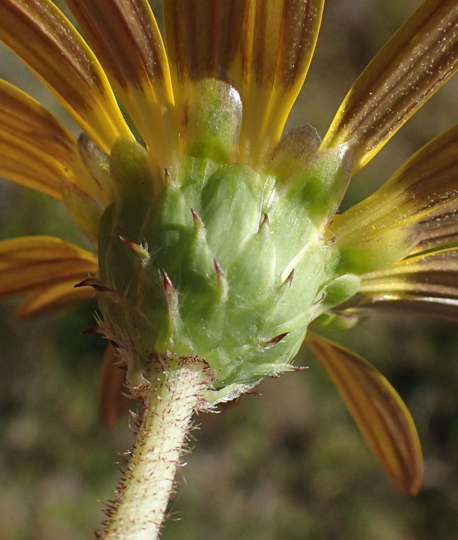 Image of Arctotheca prostrata (Salisb.) Britten