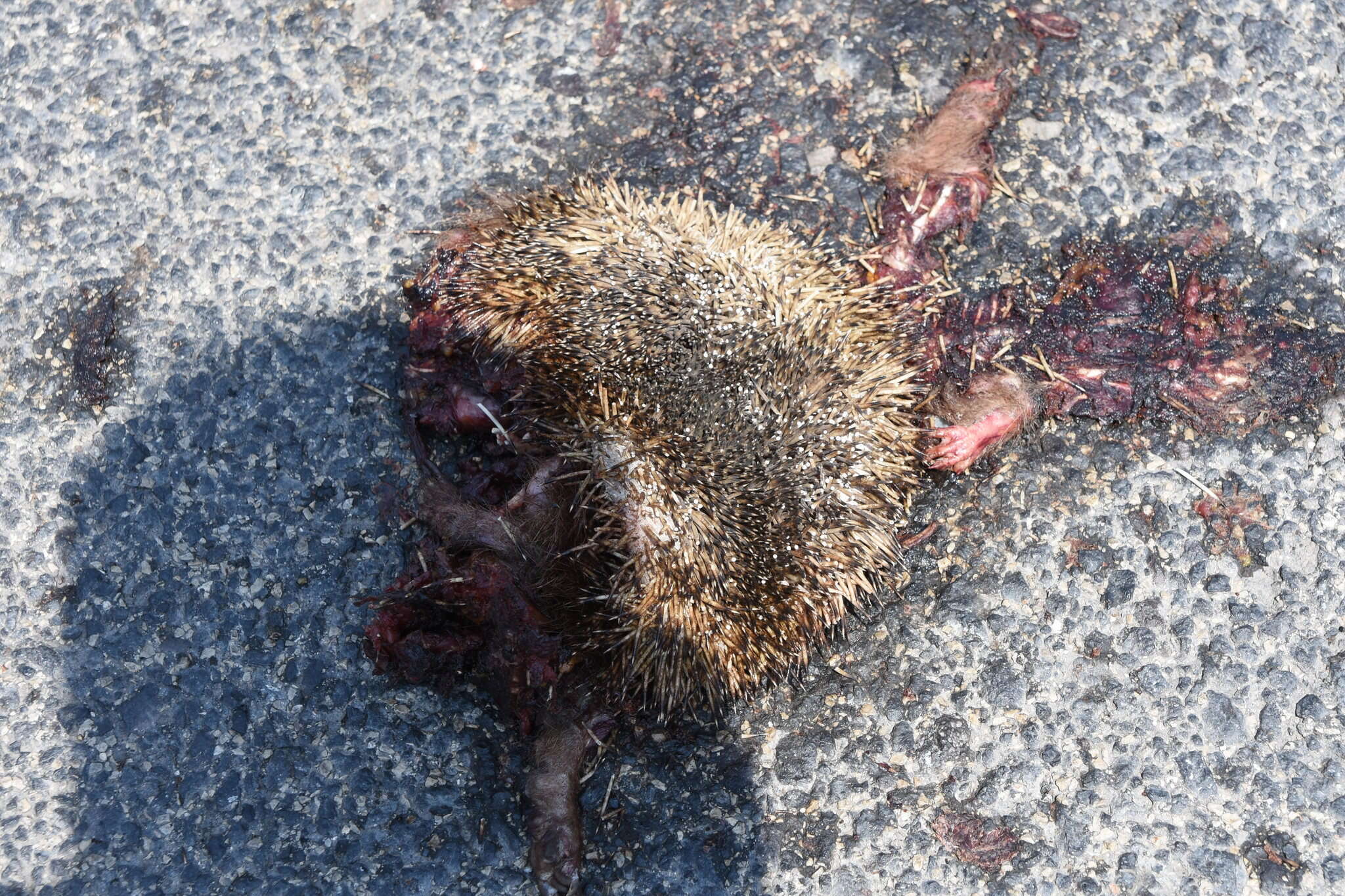 Image of Eastern European Hedgehog